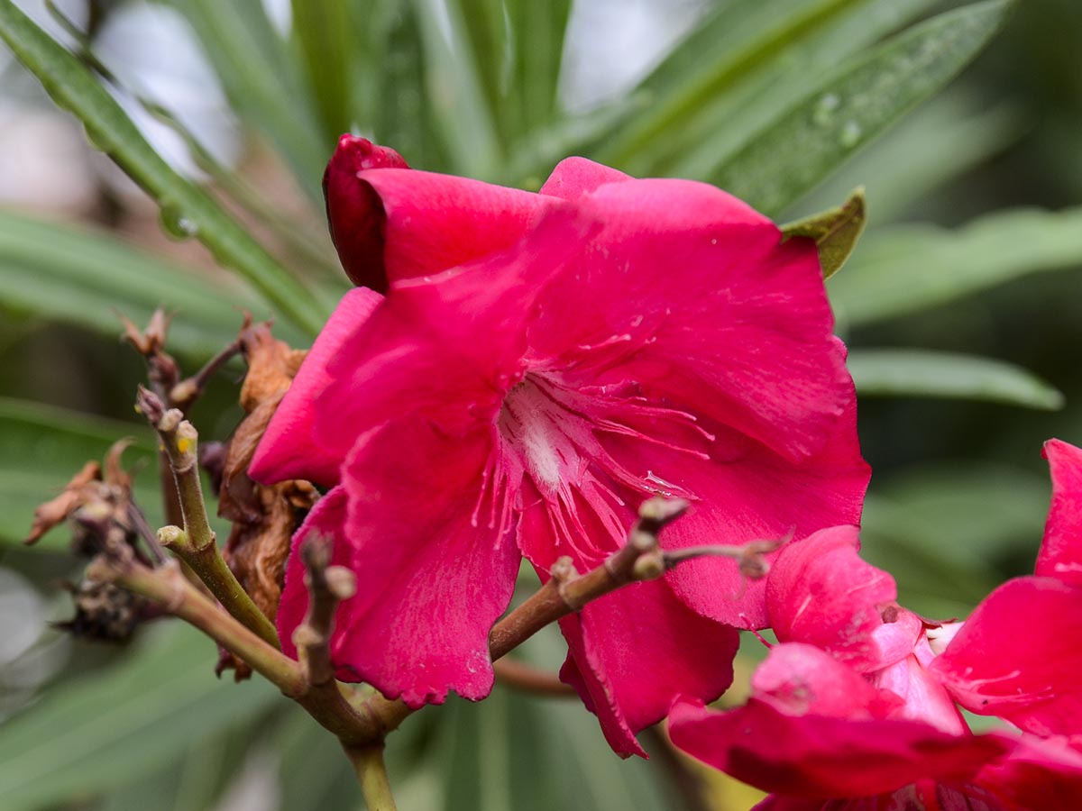 Blüte
